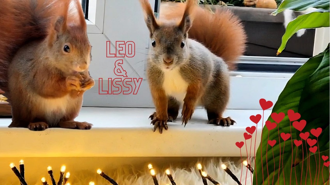 Hungry Squirrels Leo And Lissy Finding Nuts