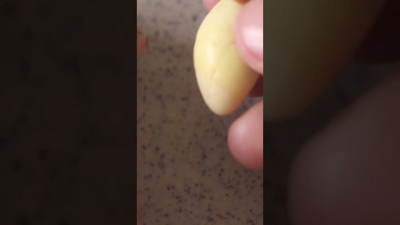How to prepare Ginkgo Nuts. #ginkgo #howto #ginkgobiloba