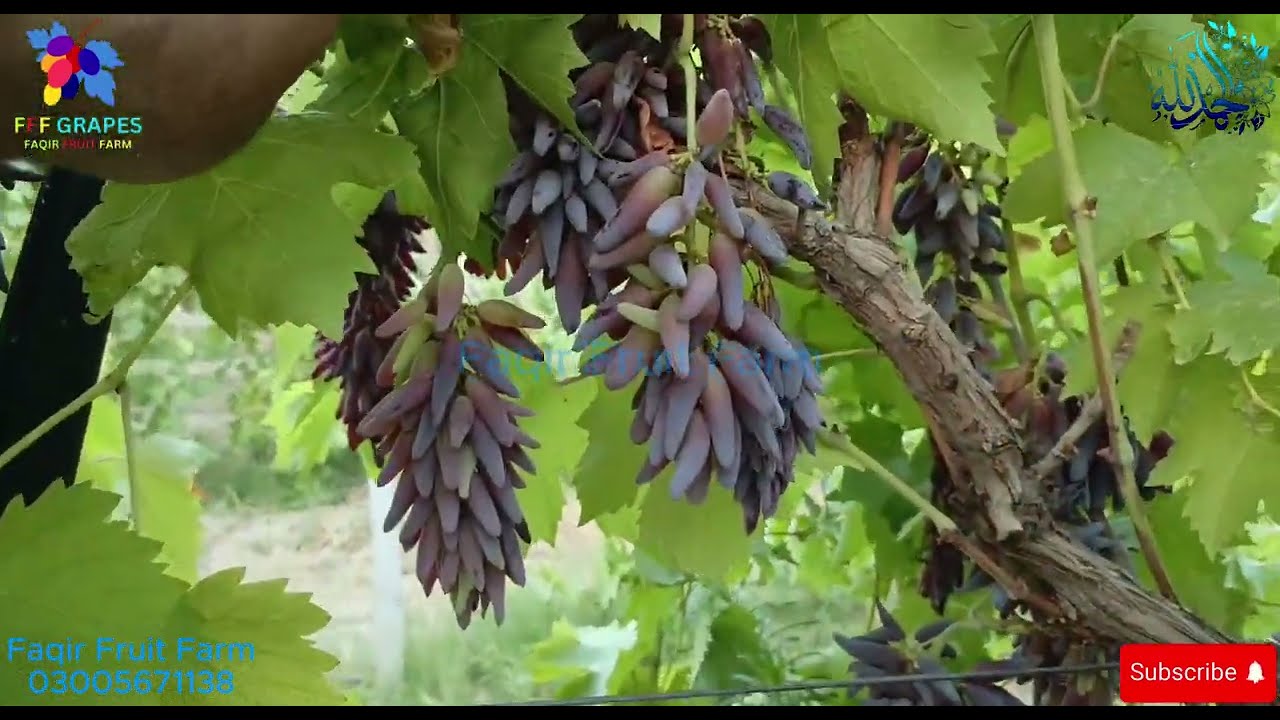 Which Finger Grapes Fruit Ready for Harvesting | Faqir Fruit Farm | Grpaes Farming in Pakistan.