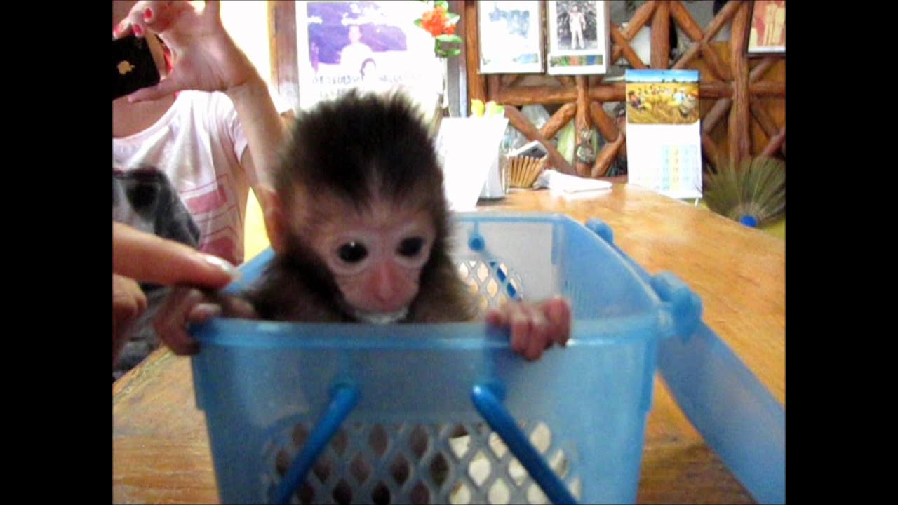 Tiny Cute Baby Monkey - Koh Phaluai, Thailand 2012