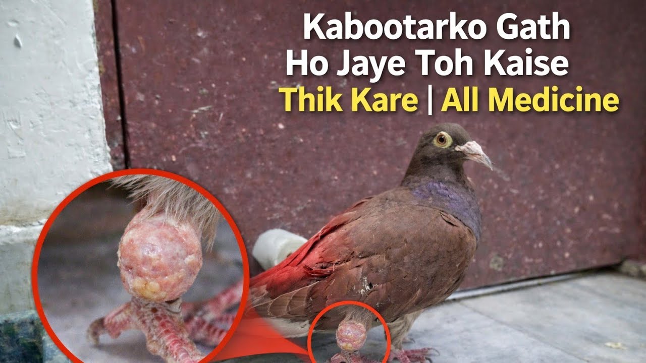 Kabootarko gath ho jaye toh kaise thik kare . All medicine 