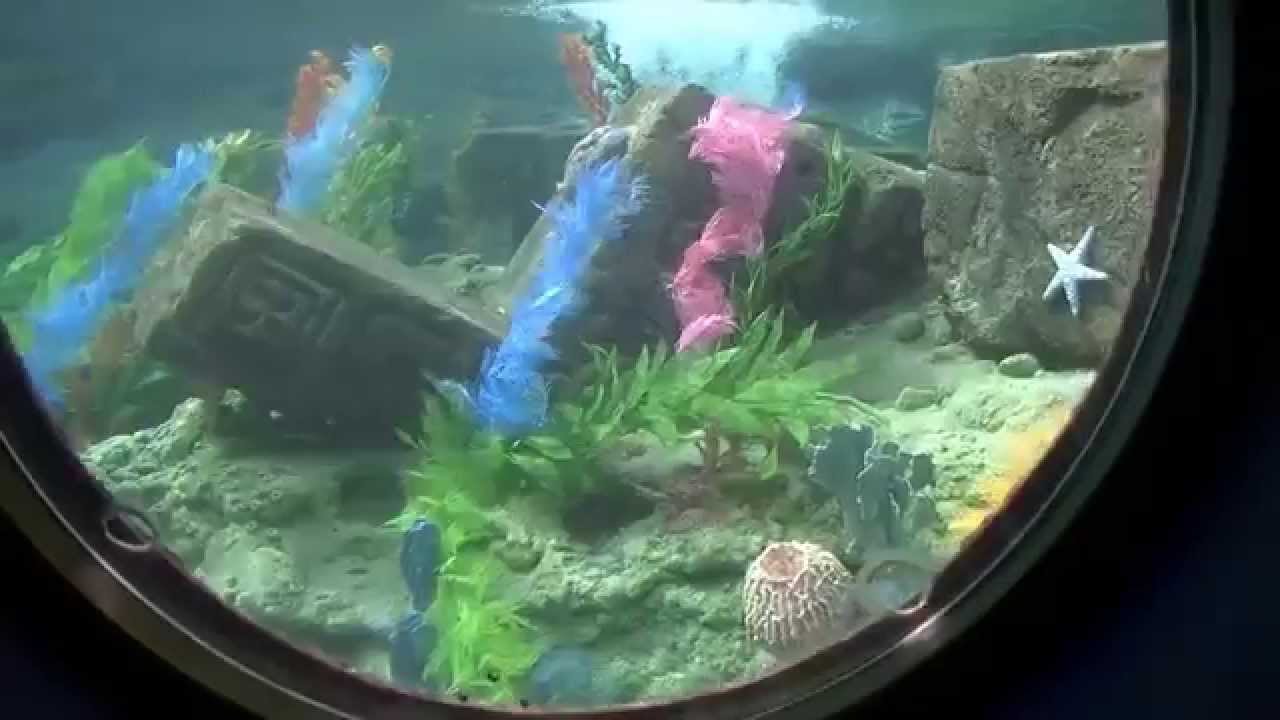 Disneyland 2014- Finding Nemo Submarine Voyage