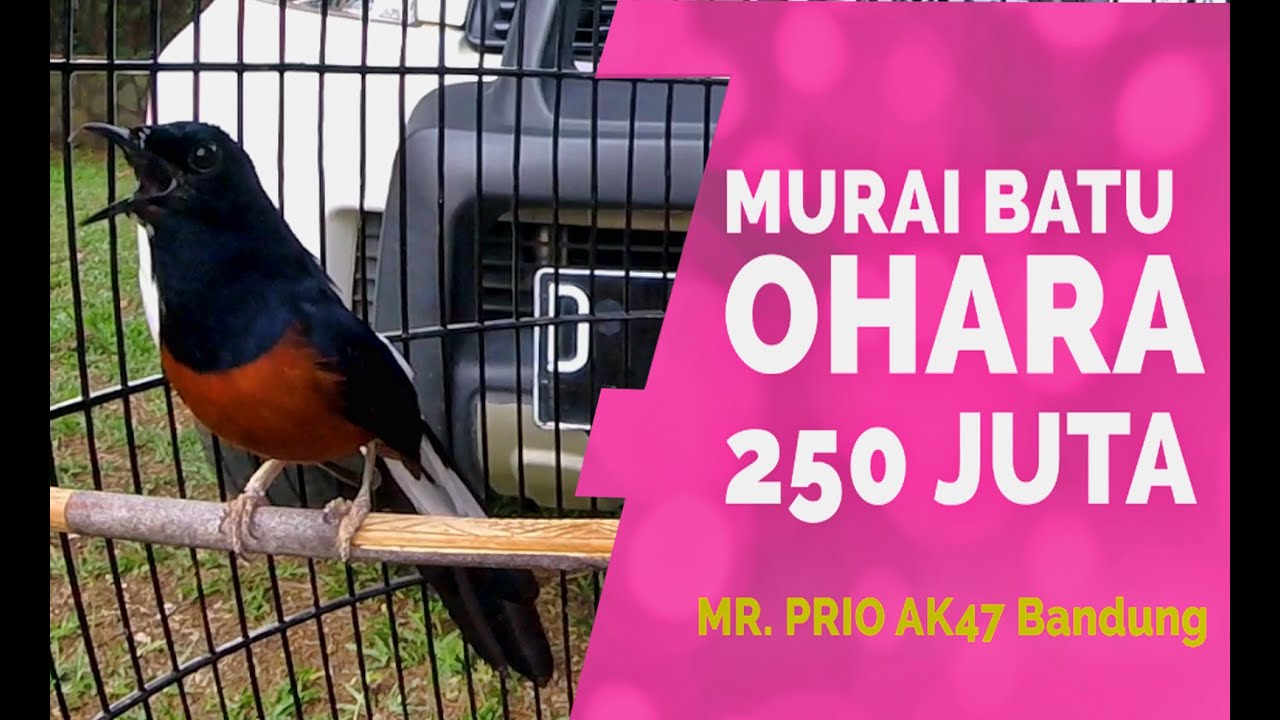 Luar Biasa!! OHARA Murai Batu Beli 250 Juta Ditawar 3 MILYAR