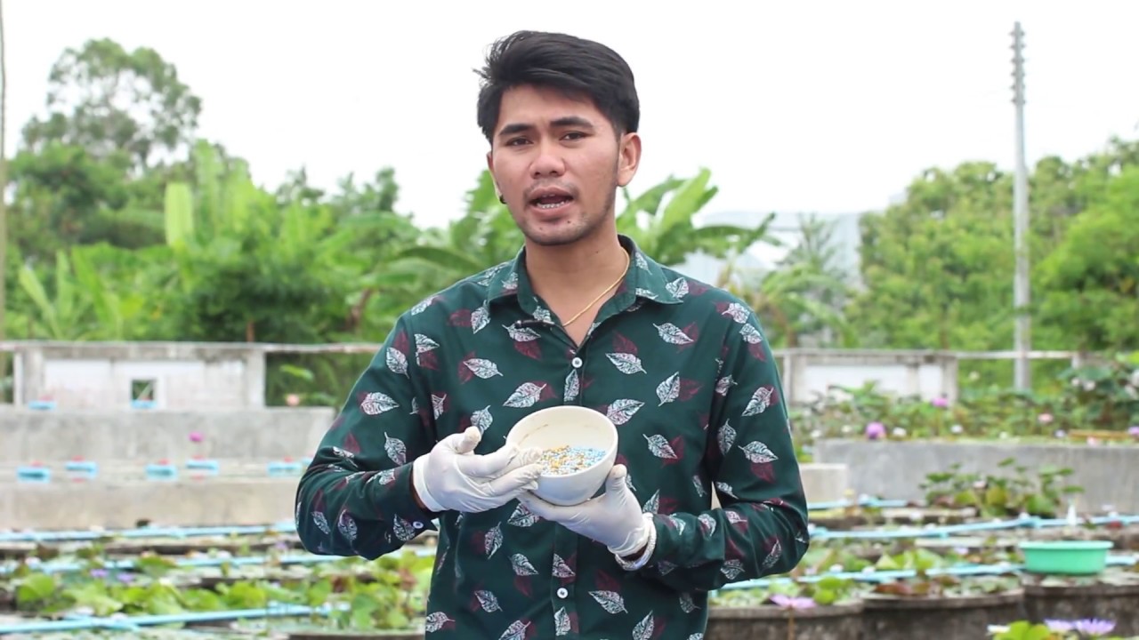 วิธีการปลูกบัวผัน