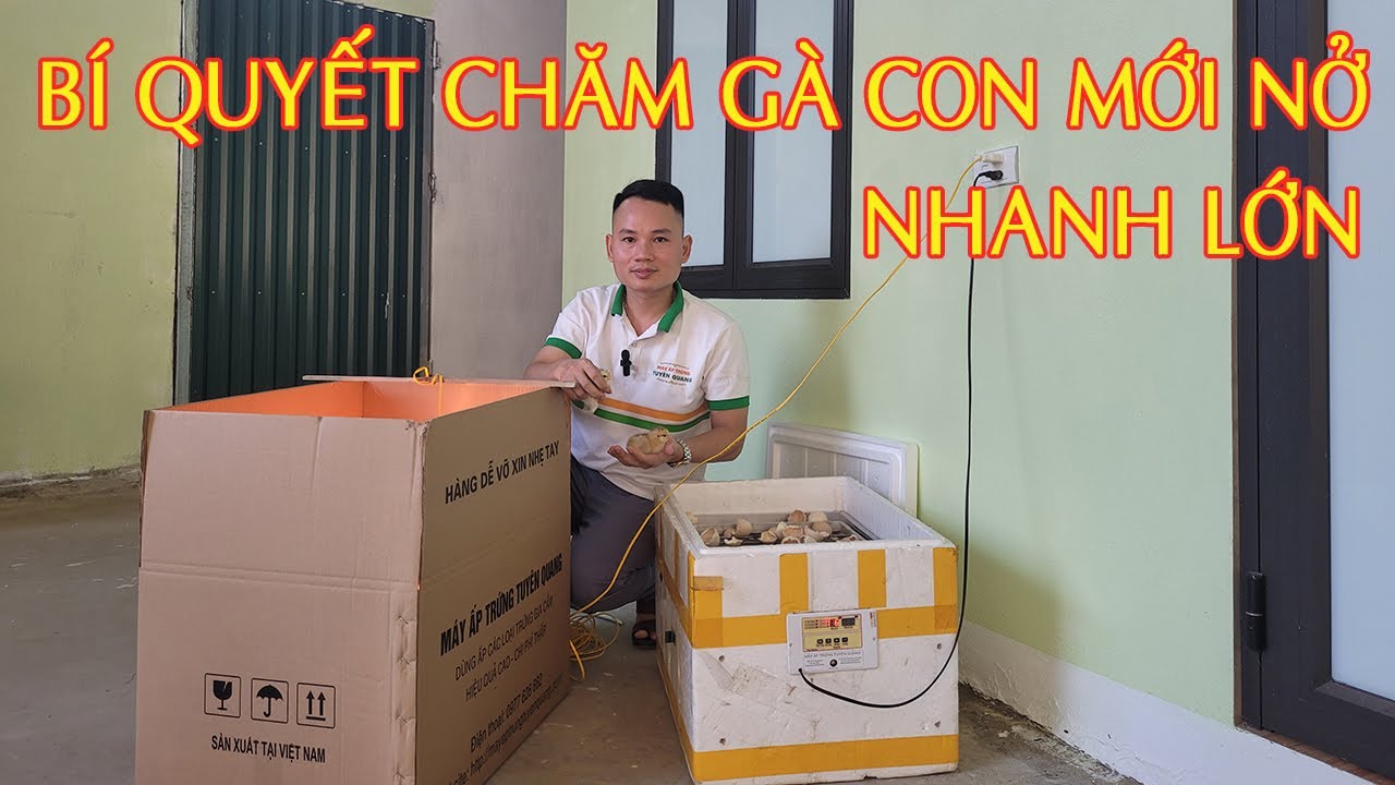 Cách Chăm Gà Con Mới Nở Nhanh Lớn. Cách Úm Gà Con Hiệu Quả