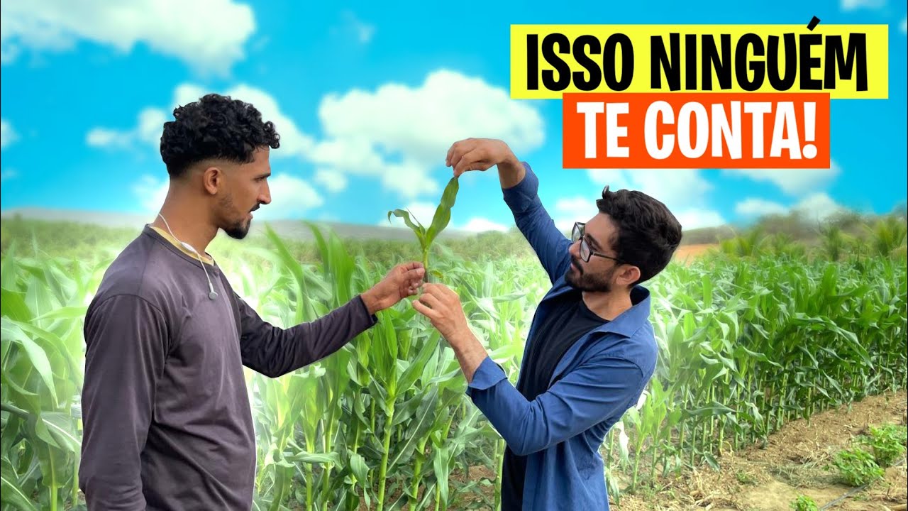 UREIA FAZ O MILHO PRODUZIR | Qual idade do milho eu jogo ela?