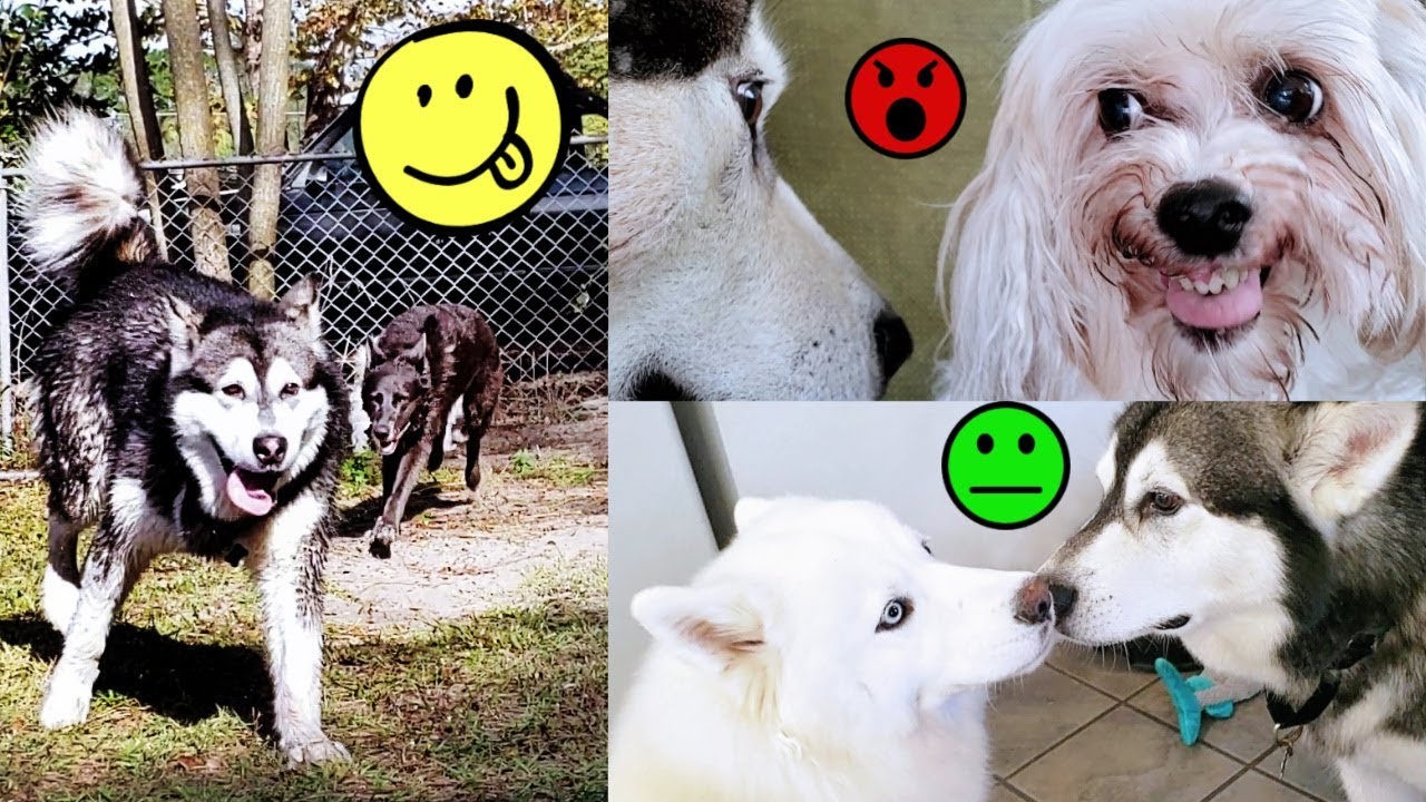 Malamute Reunited With Old Girlfriends & Husky Is Mad!