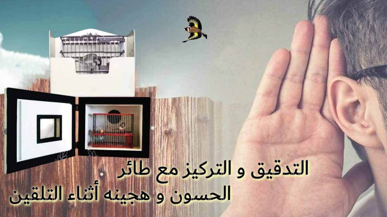 تلقين التغريد لطائر الحسون و هجينه : التدقيق و التركيز مع الطائر أثناء التلقين