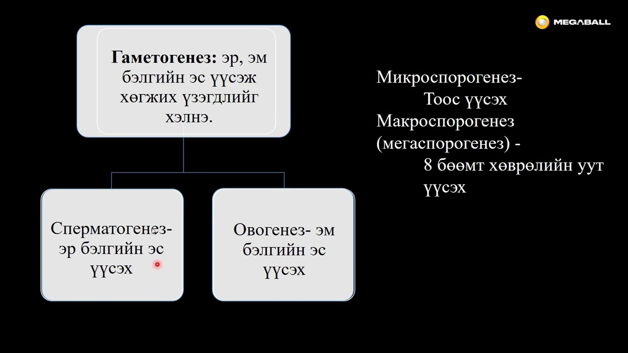 Биологи №20 Цэцгийн тоос болон 8 бөөмт хөврөлийн уут үүсэх