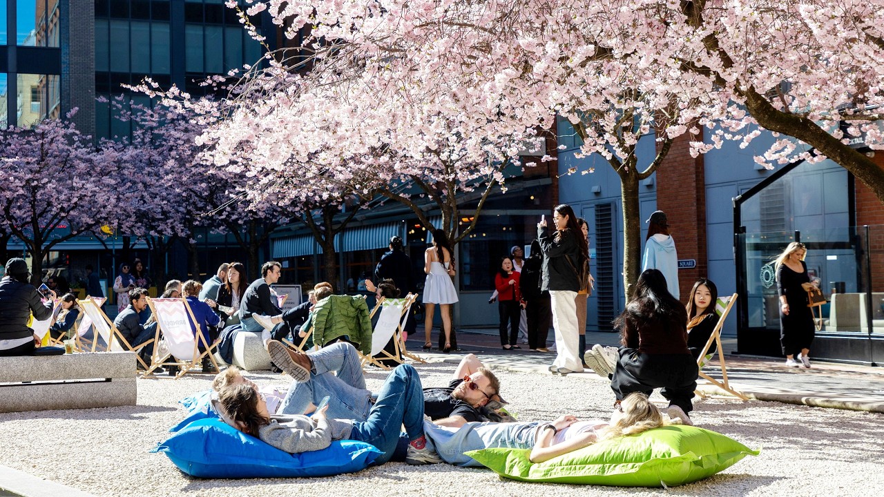 Video shows cherry blossoms in full bloom across London and Birmingham | SWNS