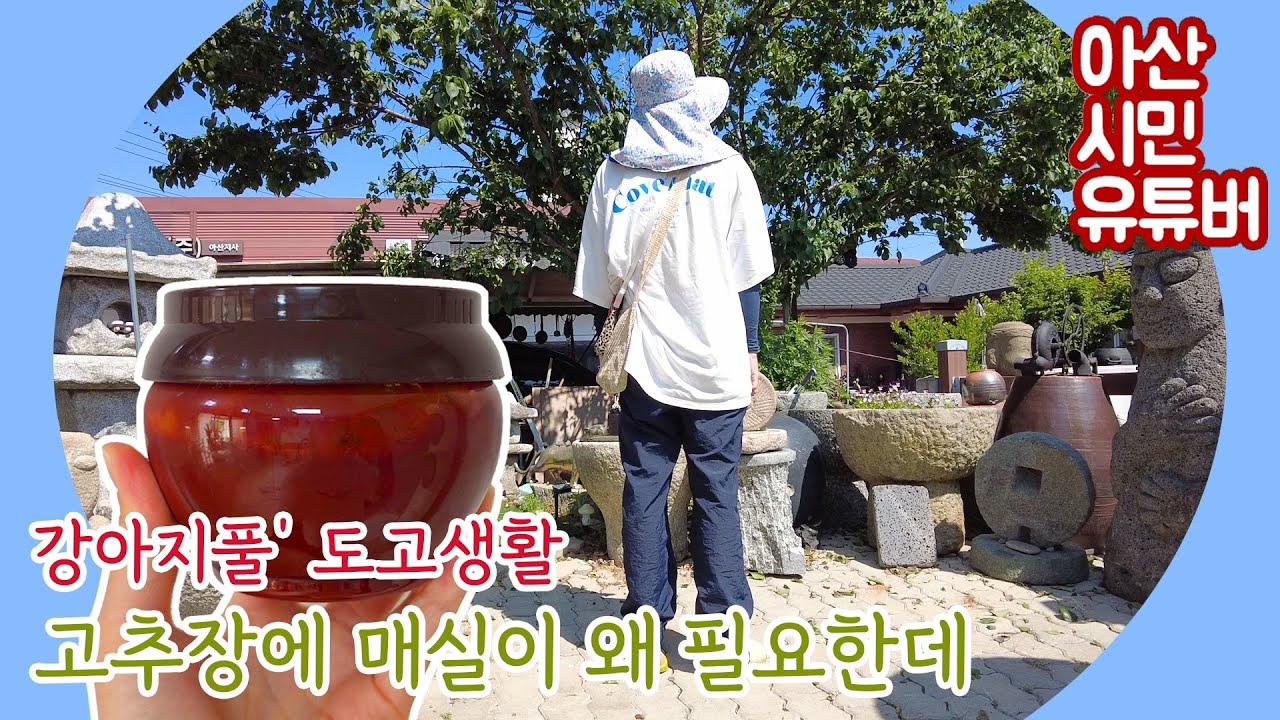 [강아지풀] 고추장에 매실이 왜 필요한데