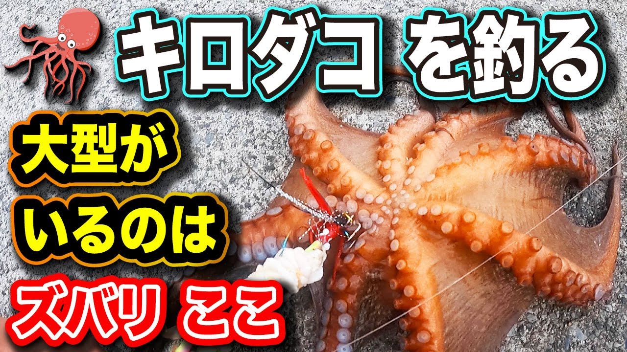 ◆キロダコ はここにいます【冬の大ダコのポイント紹介】海釣り＜オカッパリのタコ釣り＞