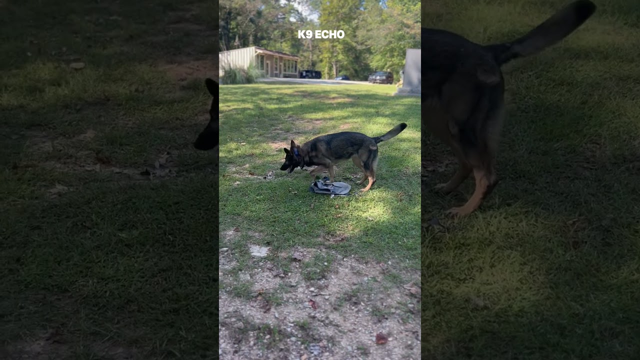 #workingdogs