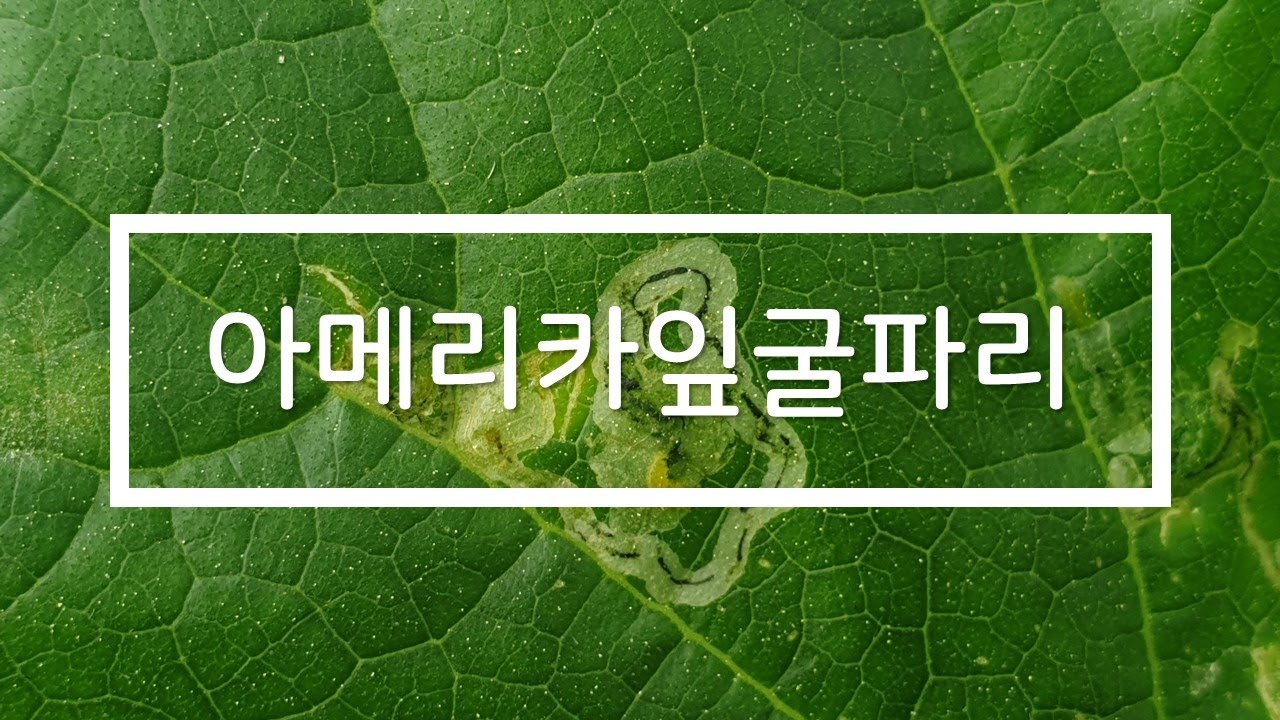 '아메리카잎굴파리' 방제는 고려바이오(주)