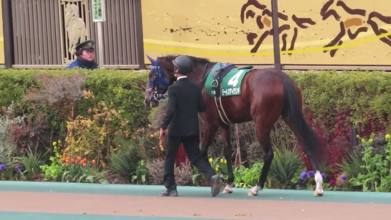 2026年2月14日 東京11R デイリー杯クイーンカップG3 パドック モートンアイランド②