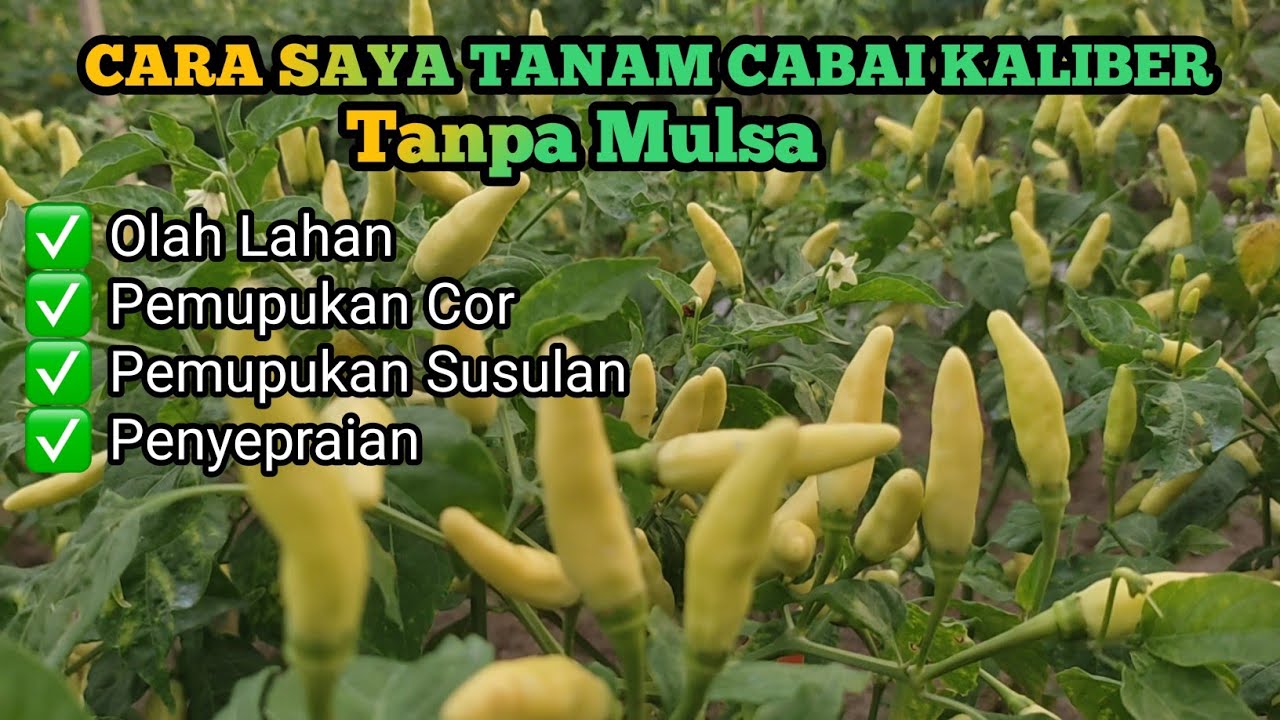 Cara Olah Lahan Hingga Perawatan Cabai Kaliber Tanpa Mulsa