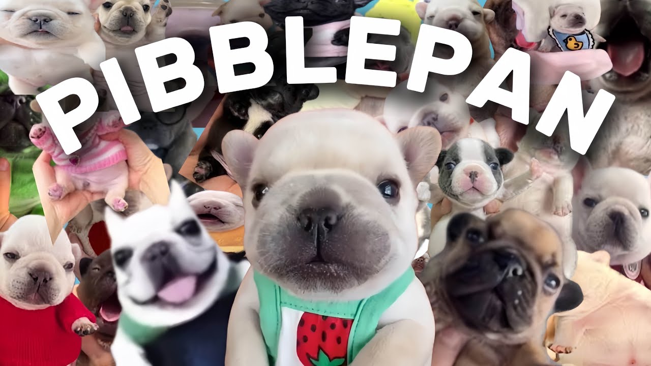 5 Minute Pibble Compilation !!
