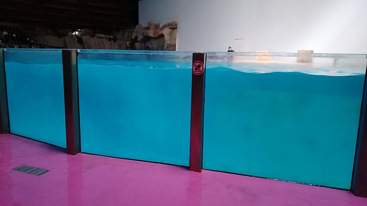 les dauphins de Boudewijn Seapark