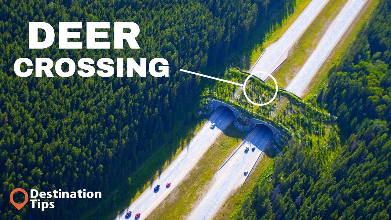 These Amazing Animal Bridges Save 1000's of Animals Every Year