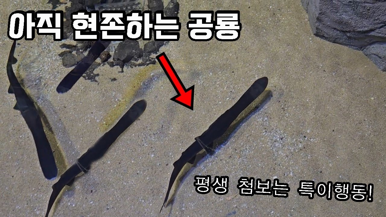 멸종 된거 아니였네요...!전세계에서 가장큰 한국의 담수 아쿠아리움 방문했는데..160cm 거대메기 미쳤습니다..