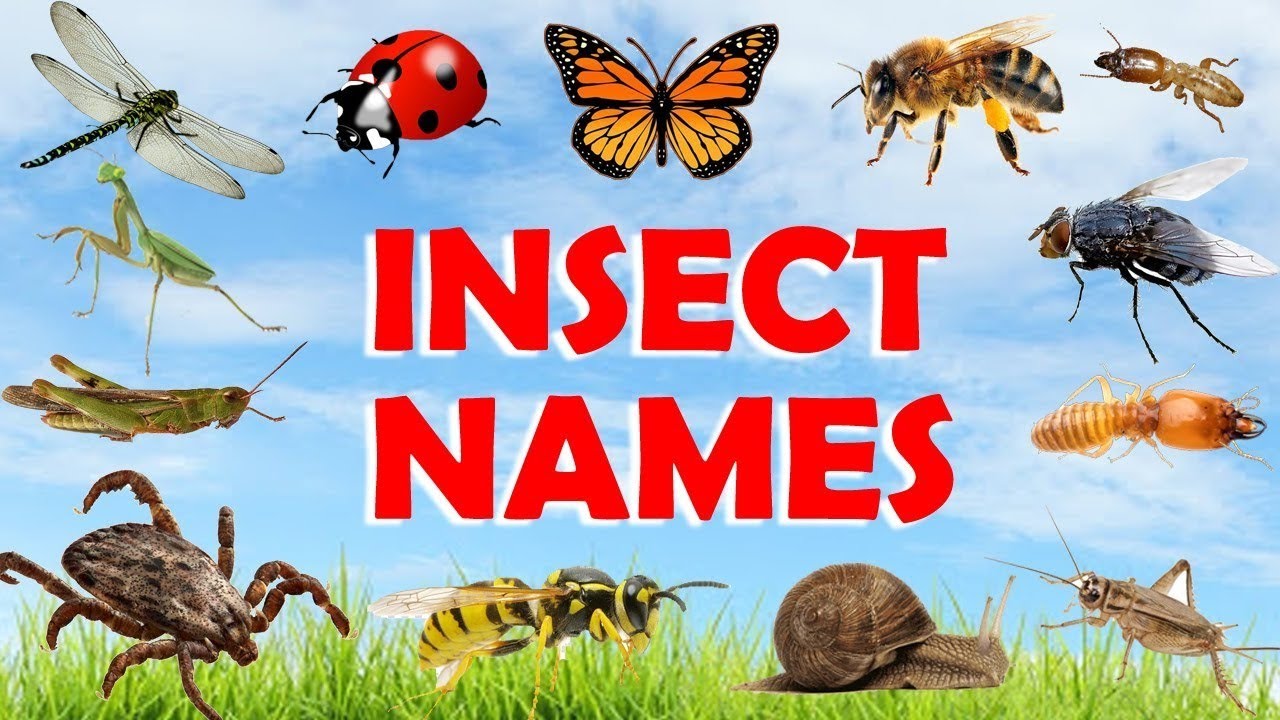 Insects name | types of insect | learn about insects and bugs | water insect