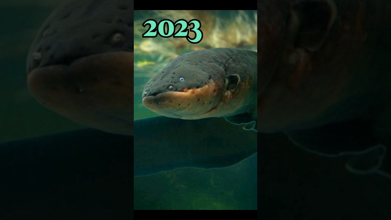 2023 Electric eel VS 5000 bce Electric eel | #viral #shortvideo | Mythical biology