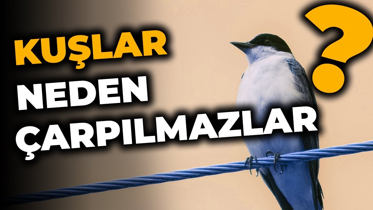 Elektrik, En Düşük Dirençli Yolu Nereden Biliyor? | 