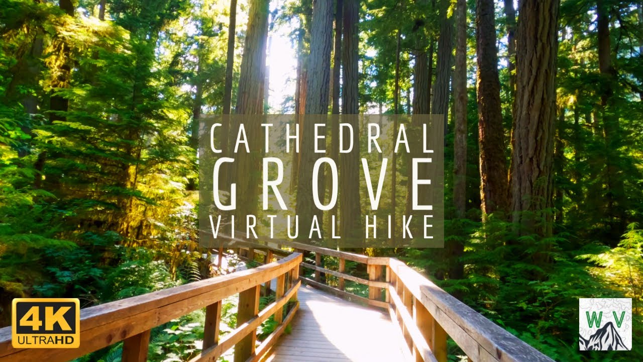 4K Virtual Hike through HUGE DOUGLAS FIR TREE FOREST | Cathedral Grove