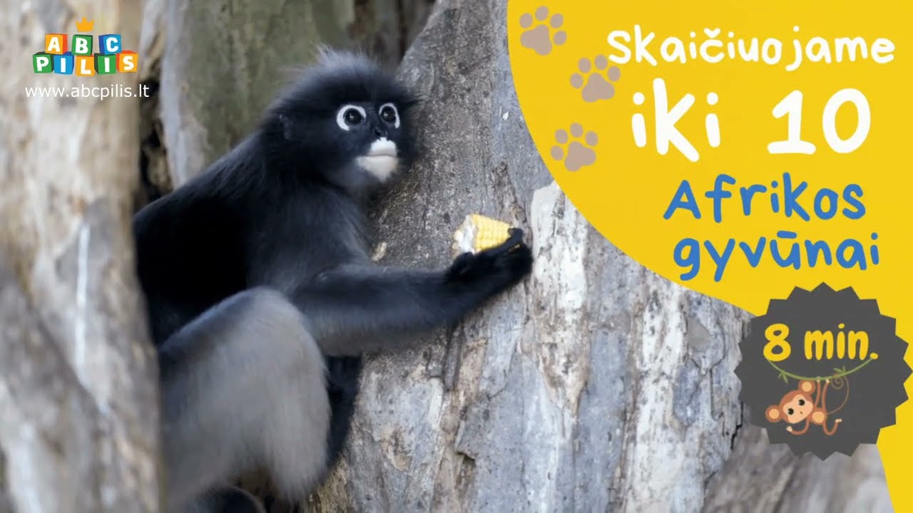 Mokomės skaičiuoti iki 10. Afrikos gyvūnai.
