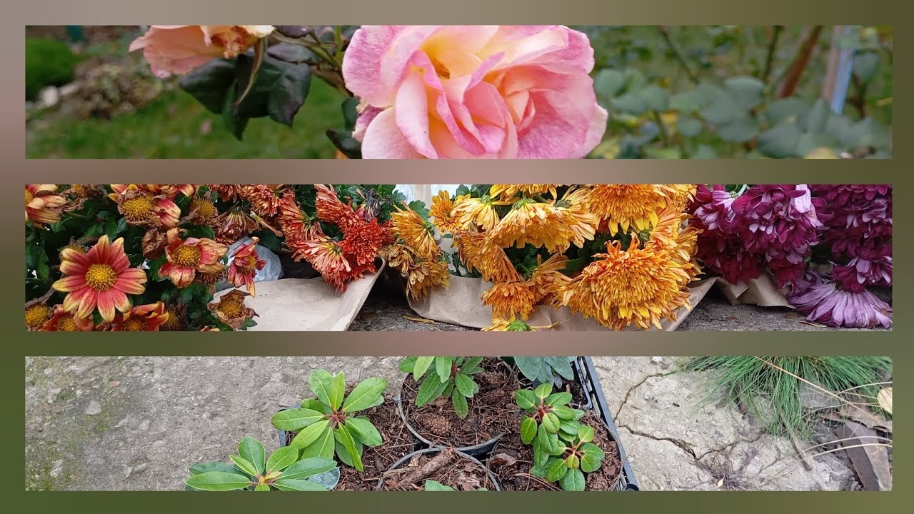 Подарунки🤩💞 Живцювання🌹🌱Справи садові🌹🌸🇺🇦