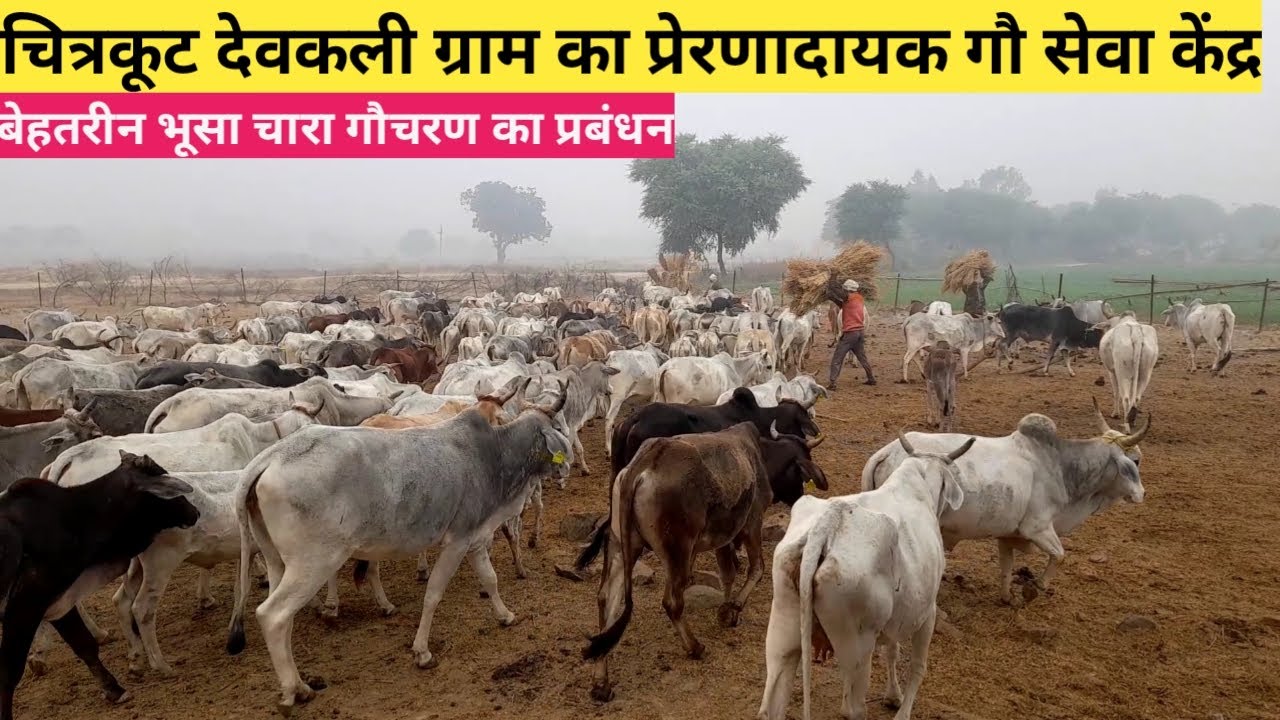 चित्रकूट देवकली गांव में एक प्रेरणादायक गौशाला केंद्र जहां पर बेहतरीन प्रबंधन के तहत गायों की देखरेख