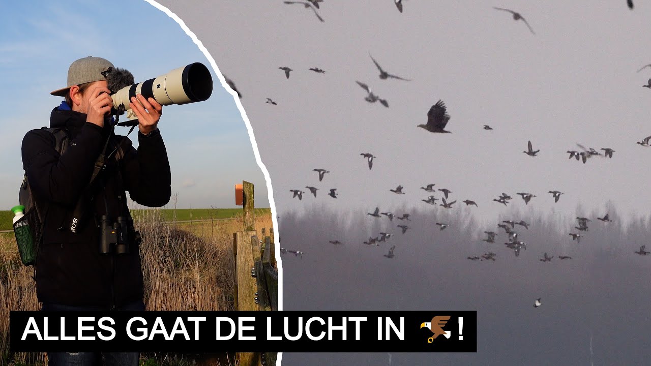 #248: Grutto's & Jagende Zeearenden! | Sony A7 III