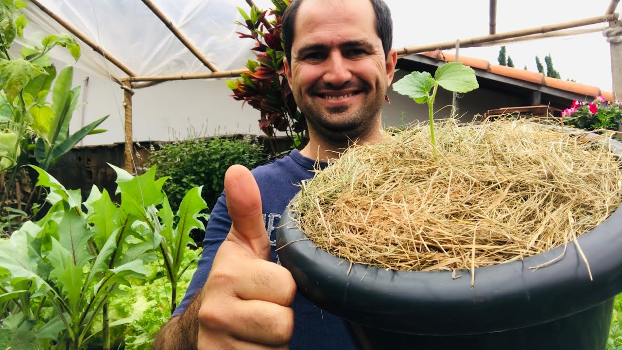 COMO PLANTAR QUIABO NO VASO
