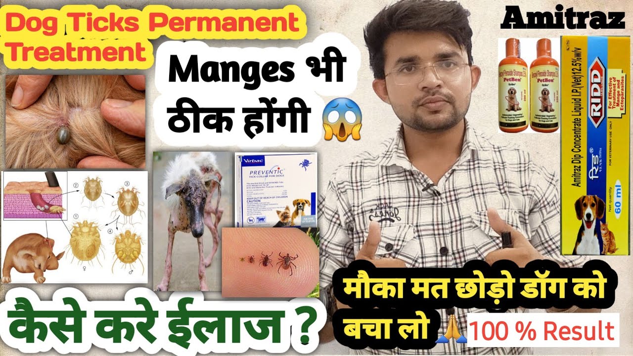 dog ticks permanent treatment || Amitraz For Dogs || 100 % Result || How to apply ? | Dosage For Dog