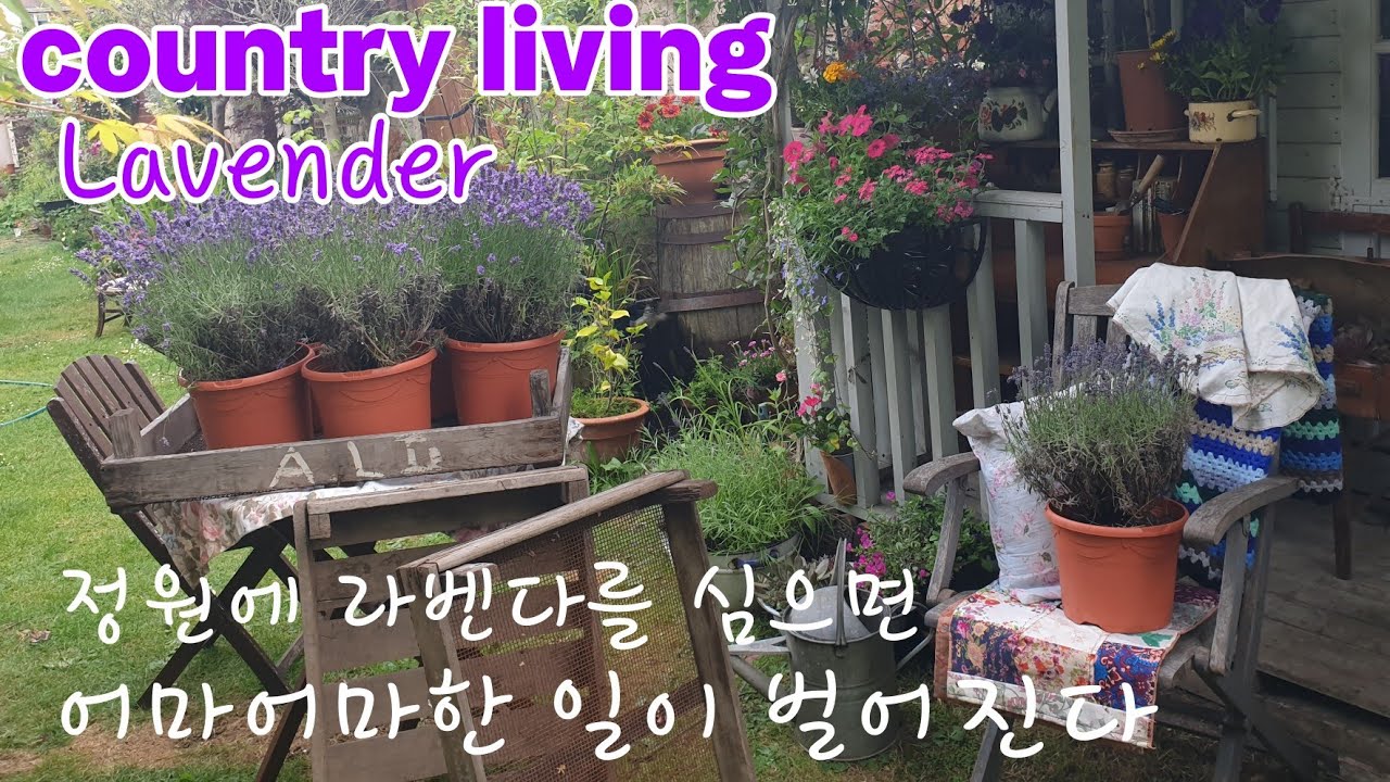 라벤다를 정원에 심으면 어마어마한 일이 벌어져요. 징그럽다 말하지 마세요. 잉글리쉬,프렌치 라벤다의 모든것 Lavender 키우는 방법