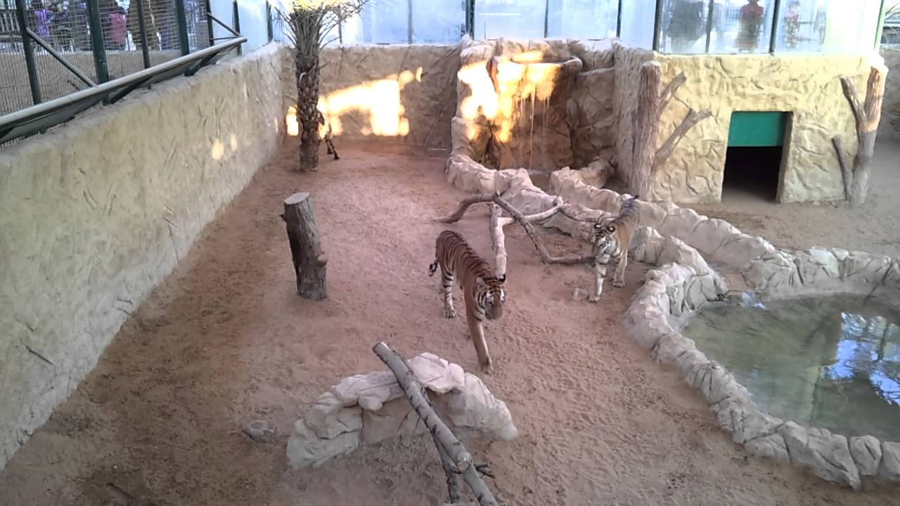 Tigers at the Emirates Zoo - Abu Dhabi UAE
