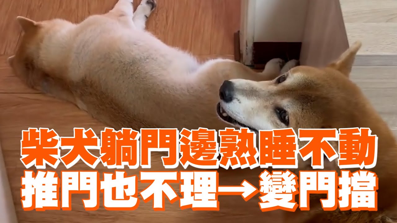 柴犬躺門邊熟睡不動　推門也不理→變門擋 ｜#寵物雲