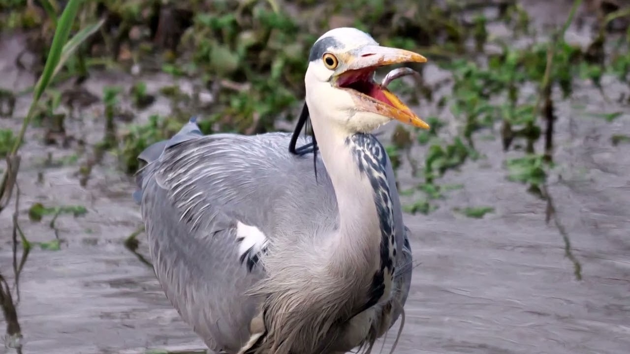 Grauhreiher Fischfang