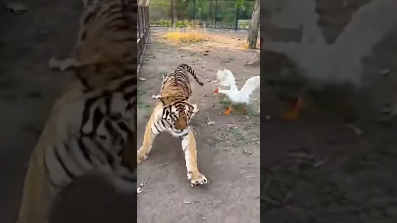 THE KING OF THE JUNGLE MEETS THE LOCAL BOSS. #fail 💀