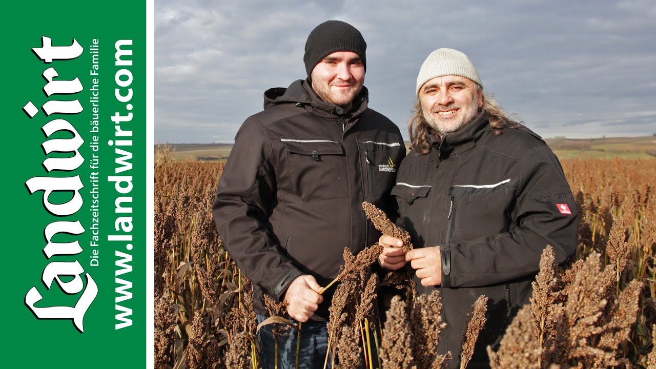 Schweine mit Hirse füttern | landwirt.com