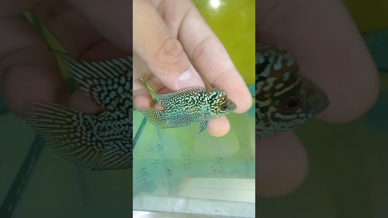 Small Zhen Zhu But Kok Up Flowerhorn Fish cambodia
