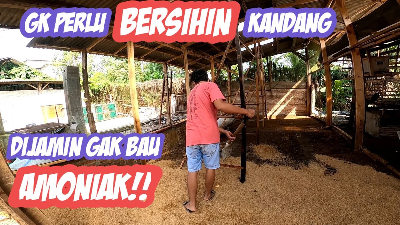 CONTOH KANDANG UMBARAN DI SAMPING KAMAR TIDUR