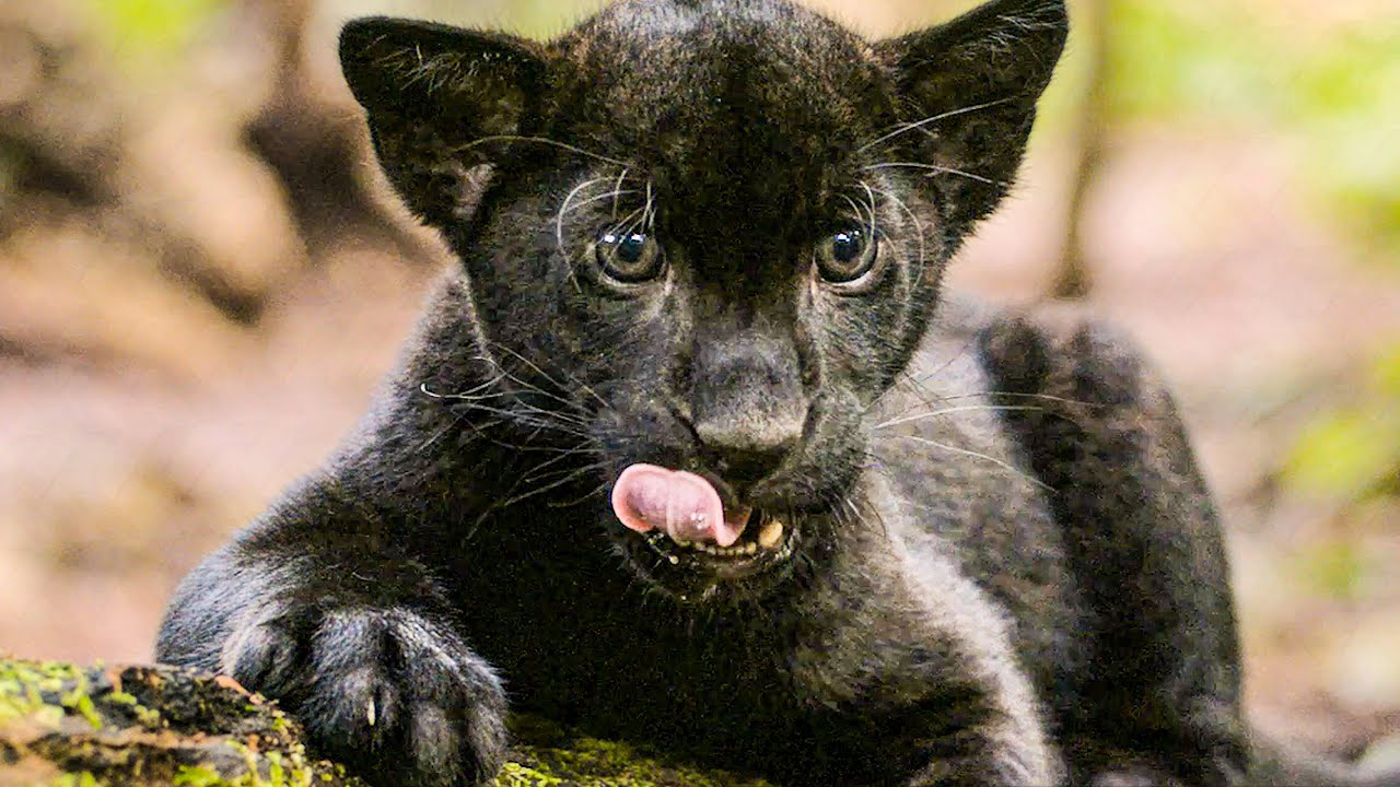 AUTUMN AND THE BLACK JAGUAR Trailer (2024)
