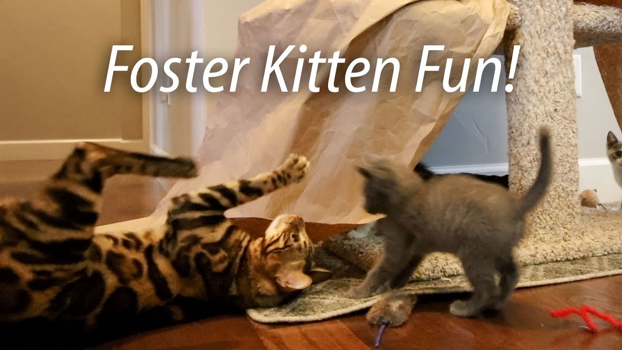 Foster Kitten Fun - Q Litter & Bengals