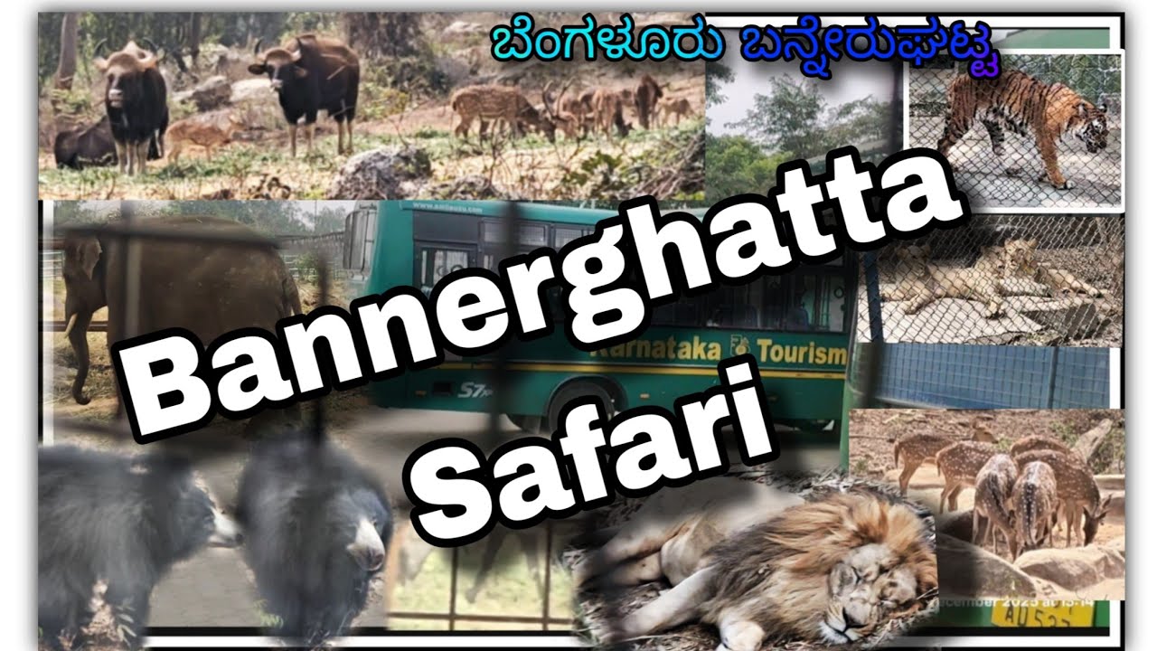 Bengaluru 1Day Trip - Bannerghatta National Park bus SAFARI -Lion, Bear, Tiger, Leopard, Byson, Deer