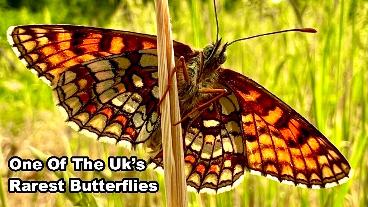 The Heath Fritillary - One of The UK's RAREST BUTTERFLIES
