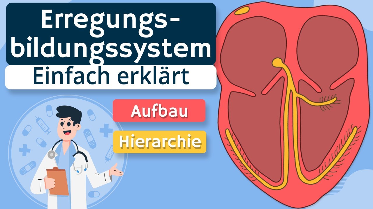 Erregungsbildungs- und -leitungssystem des Herzens - Sinusknoten, AV-Knoten, etc. erkl&auml;rt