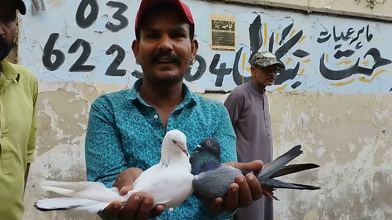 Patti Wale Shoqeeno Ab Kush ho 😀 Lens Wali Nayab Kabutari 😯 Saddar Kabootar Market 😎