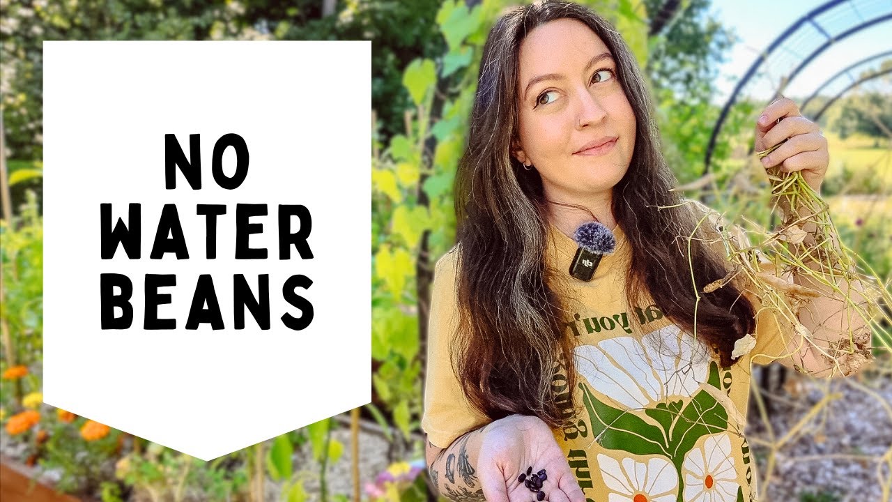 Never water these beans | Growing and harvesting beans
