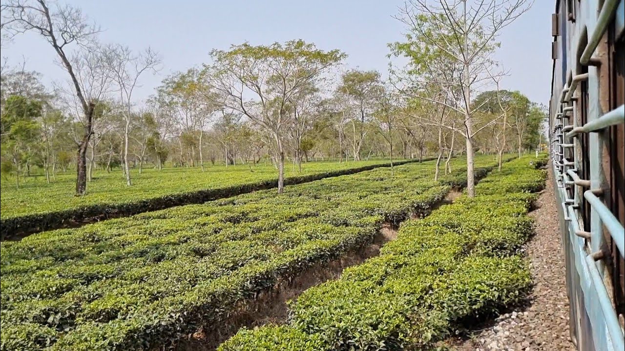 Dekargaon-Bhalukpong Pass with Siliguri WDP-4D | ICF Blue coaches through Tea Garden